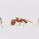 Ant Walk Pack - VideoHive Item for Sale