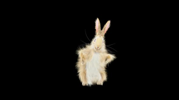 Rabbit Dancing HD alt