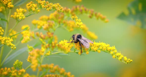 Shaggy Bumblebee Pollinating and Collects Nectar From the Yellow Flower of the Plant alt