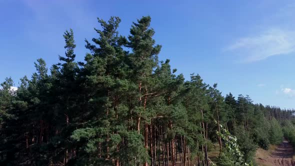 Green Trees Swaying, Moving and Shaking in Wind During Windy Weather on a Sunny Summer Day. The alt