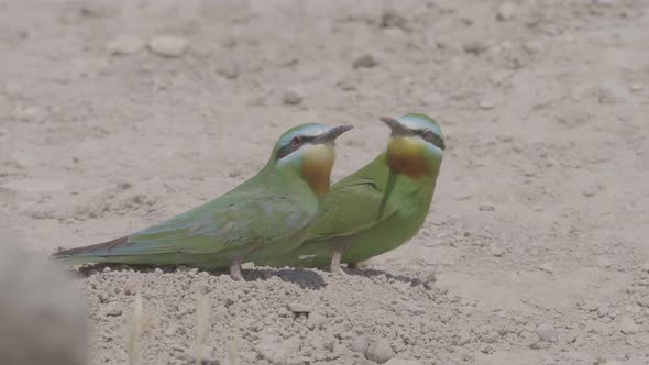 Pair of Green Bee-Eaters