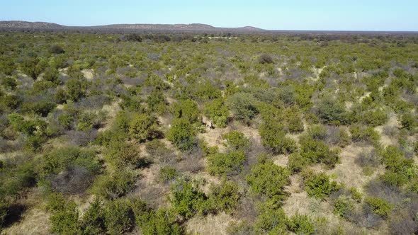 Aerial view of green tree filled landscape in Botswana with eeland and zebra alt