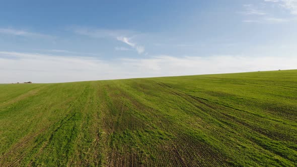 Green Whea Field in an Agricultural Landscape. Drone Aerial View of Whea Field, Sunset Moment