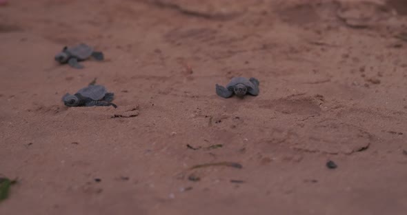 Newborn Green Turtles Crawling on the Sand To the Ocean. The Olive Ridley Sea Turtle - Lepidochelys