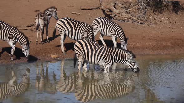 Plains Zebras Drinking Water alt