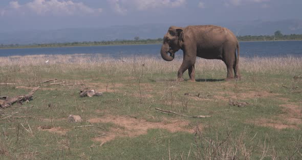 Close Up of an Elephant Eating in a Wild Nature