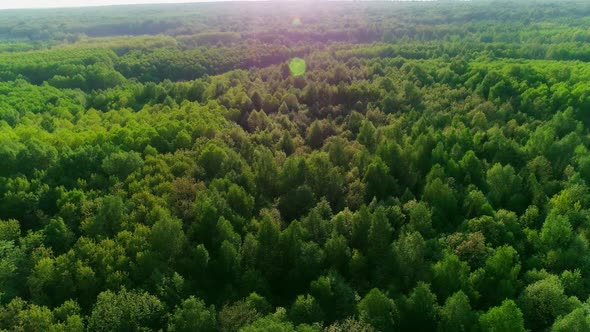 Aerial Footage of a Summer Forest alt