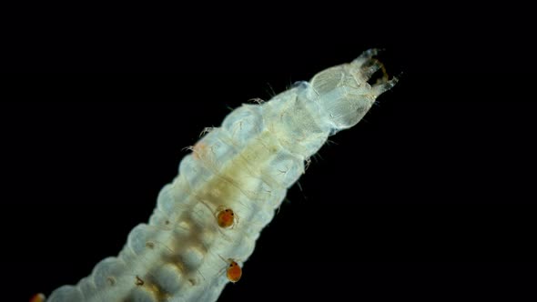 Larva Mite Hydrachnidia and Hydrophilidae Larva Under a Microscope alt