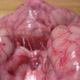 Detailed Extreme Closeup of Raw Beef Brain on Wooden Cutting Board - VideoHive Item for Sale