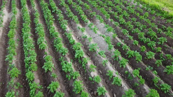 Rows of Potatoes Potatoes are Growing