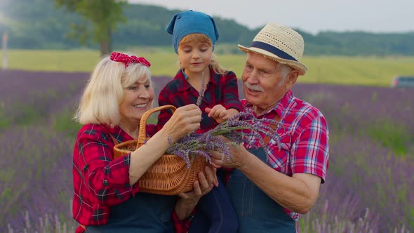 Senior Grandmother Grandfather with Granddaughter Farmers Growing Lavender Flowers in Meadow Field alt