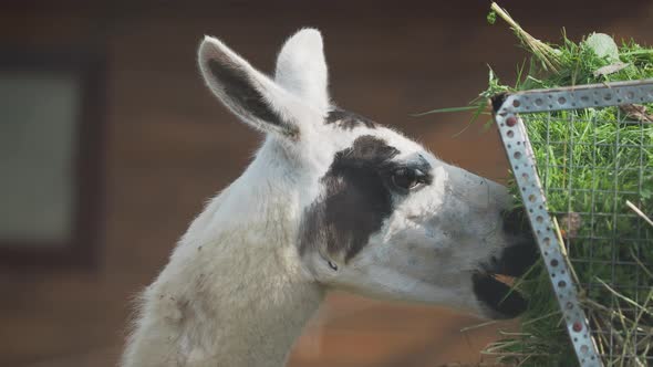 Llama Lama Glama Is Eating Fresh Grass and Straw From Feeder. alt