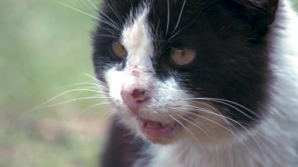 Homeless Angry Cat, Portrait of an Animal. Screaming Big Black and White Cat alt