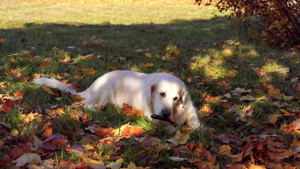 Cute Pets - Beautiful Golden Retriever Nibbles on a Stick in Fallen Autumn Foliage
