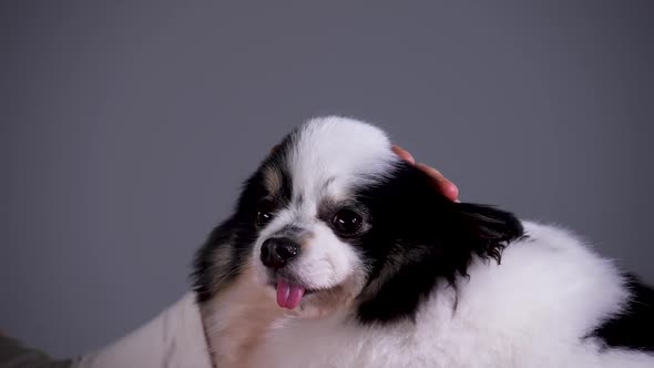 The Pomeranian Looks in Front of Him While the Hand of the Mistress Strokes Him on the Head  alt