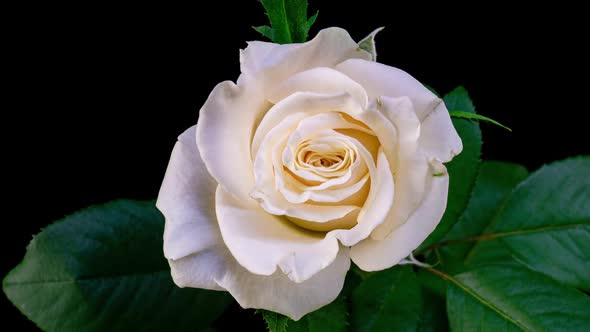 Beautiful Opening Pink Rose on Black Background alt