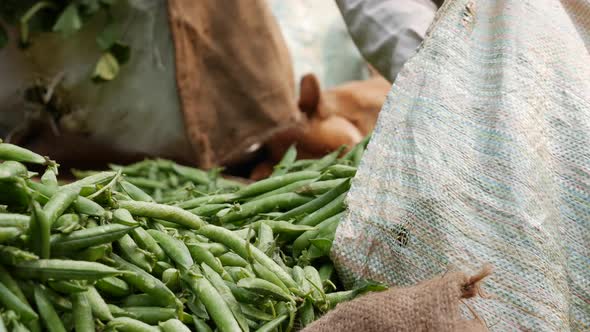 Farmer Sorts and Packs Peas in Pods at Local Market