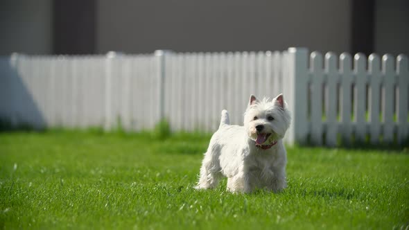 West Highland White Terrier Near the Fence alt