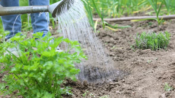 Planting Vegetable Seedlings In The Garden 12 alt