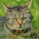Cat On Grass - VideoHive Item for Sale