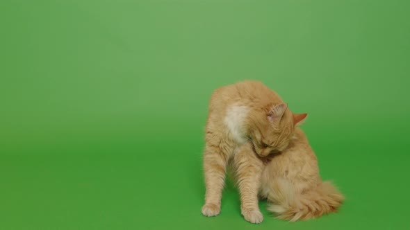 Cat Cleaning Herself alt