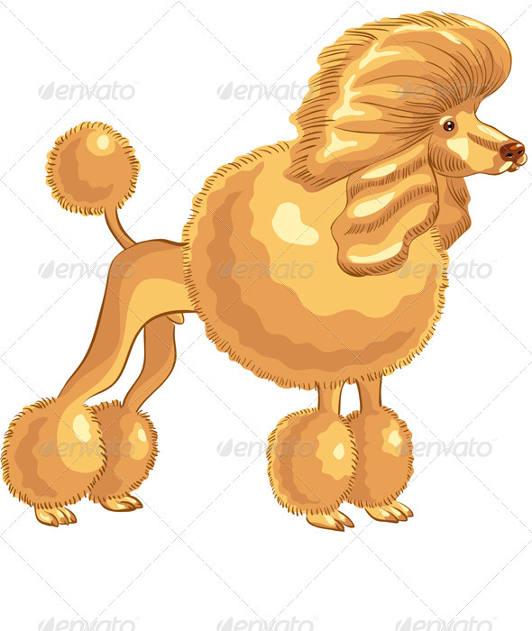 Vector color sketch of the dog red Poodle breed