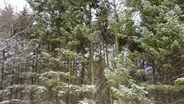 Evergreen pine tree branches, winter aerial view