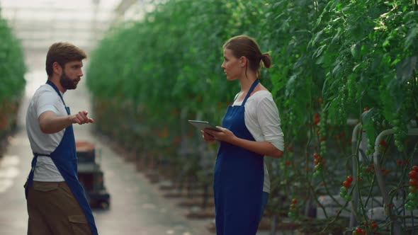 Couple Farmers Examining Tomatoes Working Together Growing Food in Greenhouse alt