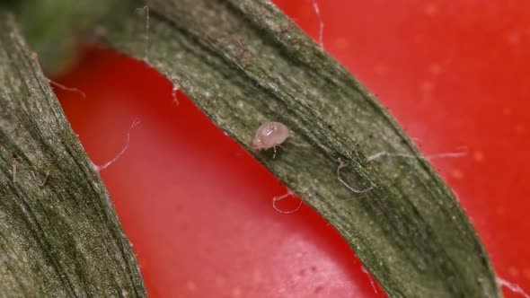 Flour mite (akari) Acarus sp. crawling on a green sepal on tomato, family Acaridae alt