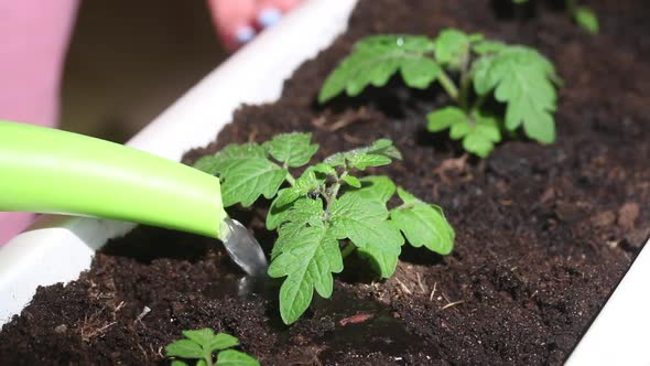 A Woman Is Watering A Planted Tomato Seedling In A Pot. Seedling Transplant. Garden In The Apartment alt