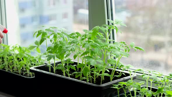 Elderly Woman Sprays Tomato Seedlings with Water Standing at Home on Windowsill alt