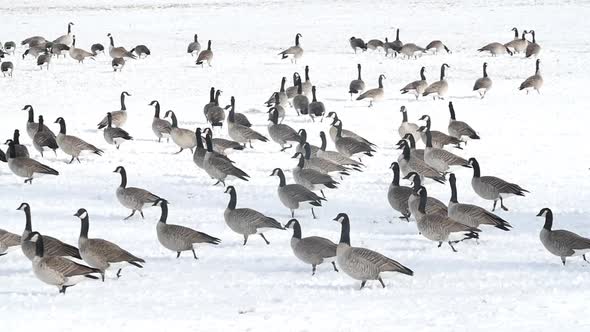 Canadian Geese Walking in Slow Motion