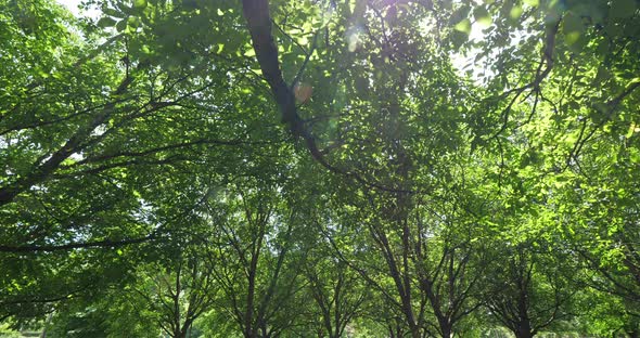 Common walnut trees, Dordogne, France alt