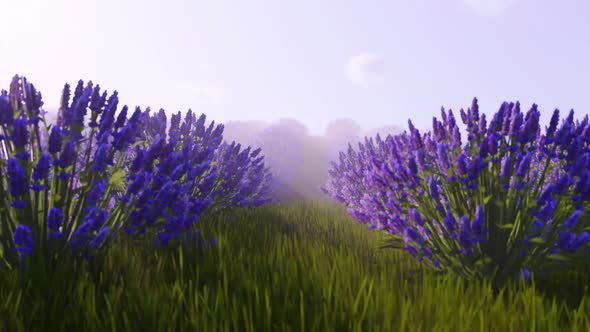 Lavender Field In Morning Mist