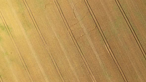 Aerial Zoom Wheat Field Background alt