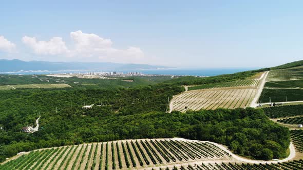 Gorgeous Aerial Footage of a Vineyard with City, Mountains and Sea in the Background. Slow Camera alt