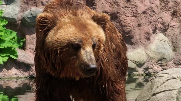 Closeup of kamchatka brown bear.  