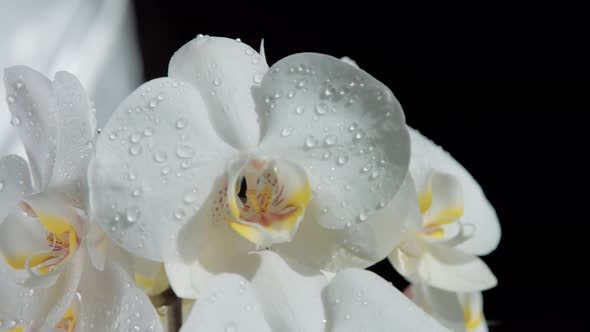 Blossom Orchids, Covered By Water Drops