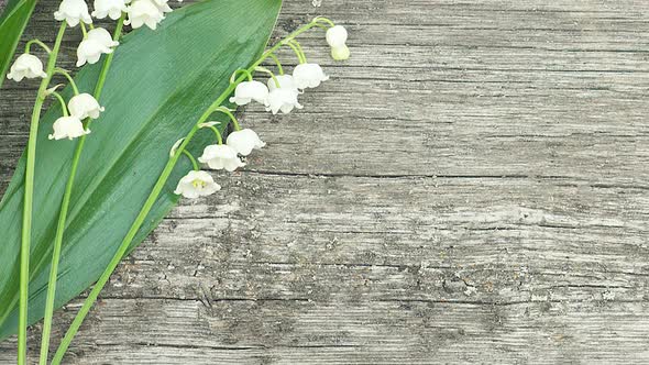 Bouquet of Beautiful Little Fragrant Lilies of the Valley with Green Leaves alt