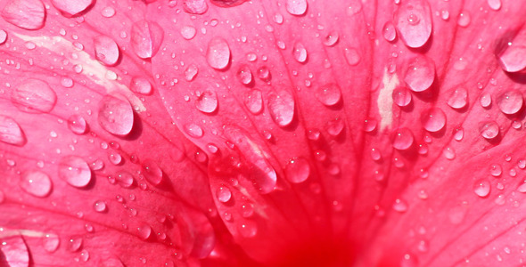 Water-drops on Flower