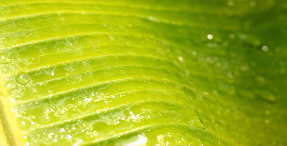 Water drops on Leaf