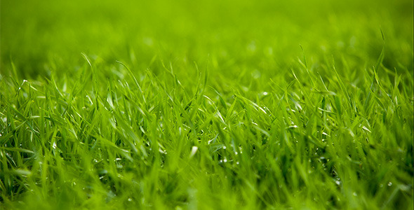 Green Grass 2