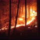 Forest Fire Burning Trees - VideoHive Item for Sale