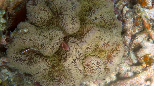 Amphiprion Perideraion or Anemonefish Swimming Among Tentacles of Host Anemone alt