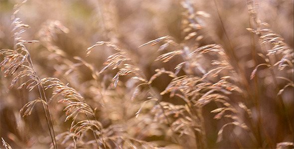 Spikelets Are Playing In The Sun 1