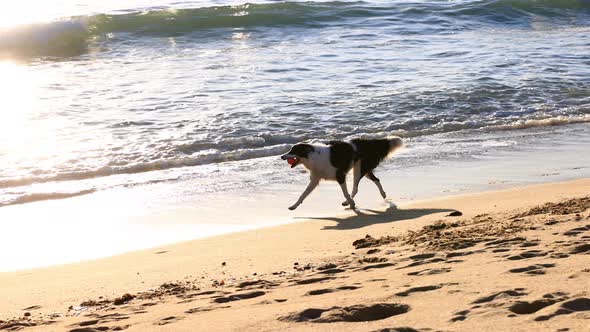 Man playing fetch with his dog on the beach at sunset. alt
