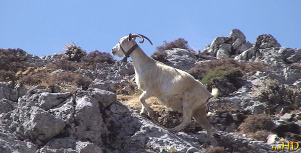 A Goat Climbs the Hillside