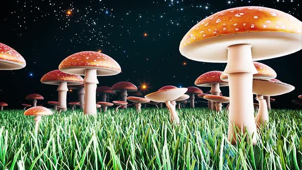 Magic Amanita Mushrooms #2