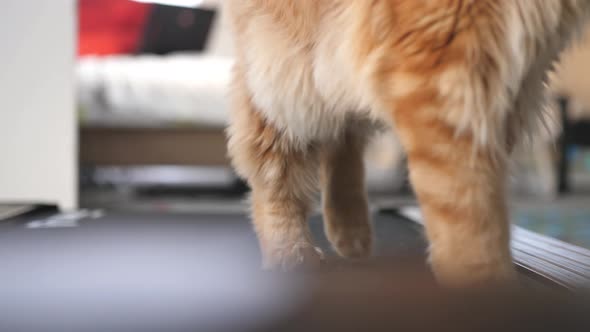 Paws of a Cat Running on the Treadmill