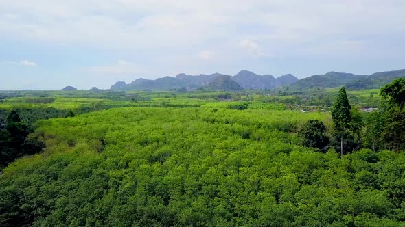 Aerial Shot of Palm Trees Fields and Mountains in Krabi Thailand